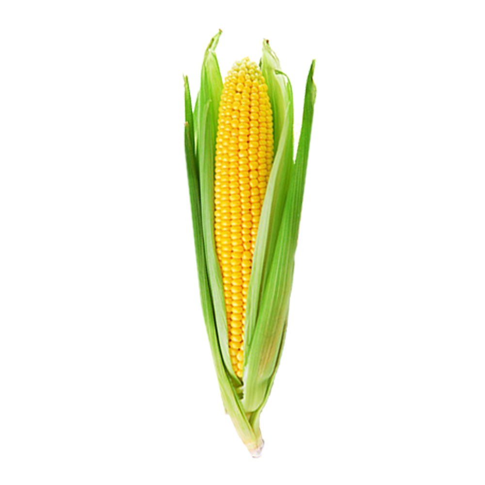 Yellow Corn – 1 pc