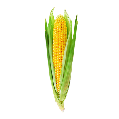 Yellow Corn – 1 pc